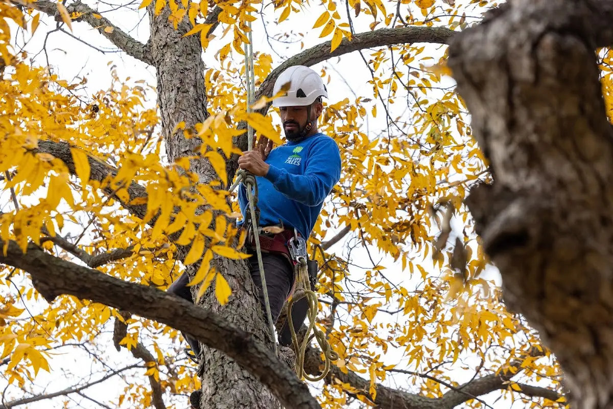 Skilled Tree Pruning crew working in Watertown